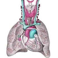 Pulmonális hipertónia - Kezelés