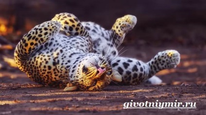 leopárd állat
