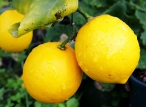 Lemon növeli vagy csökkenti a nyomást a választ