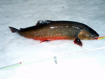 halászat sarkvidéki char