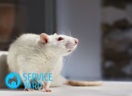 Csapdák patkányok serviceyard-kényelmes otthon kéznél