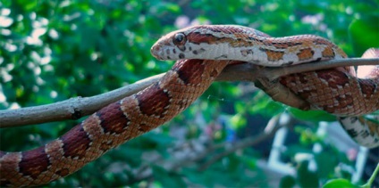 Corn Snake - fotó, leírás, karbantartás és gondozás, vásárlás