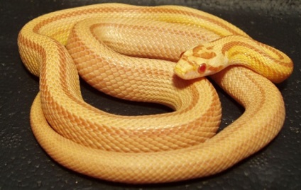 Corn Snake - fotó, leírás, karbantartás és gondozás, vásárlás