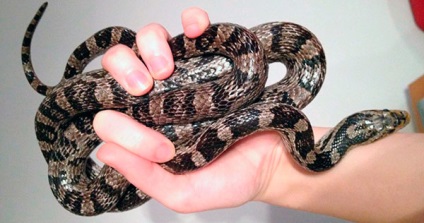 Corn Snake - fotó, leírás, karbantartás és gondozás, vásárlás