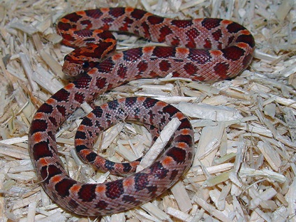 Corn Snake - fotó, leírás, karbantartás és gondozás, vásárlás