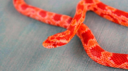 Corn Snake - fotó, leírás, karbantartás és gondozás, vásárlás