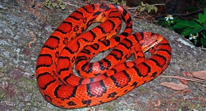 Corn Snake - fotó, leírás, karbantartás és gondozás, vásárlás