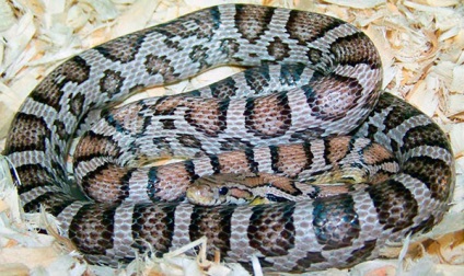 Corn Snake - fotó, leírás, karbantartás és gondozás, vásárlás