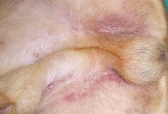 Malassezionny dermatitis