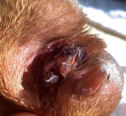 Malasseziozny dermatitis kutyák és macskák tünetei és kezelése