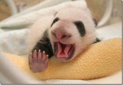 Kisbaba panda