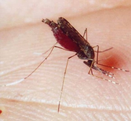 Malária szúnyogok vagy Anopheles (latin: