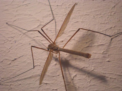 Anopheles szúnyog - a házaló halálos betegség