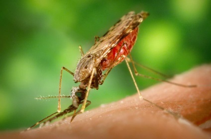 Anopheles szúnyog - a házaló halálos betegség