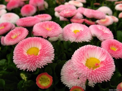 Daisy évelő ültetés és gondozás, fotó (százszorszép) Daisy évelő ültetés és gondozás, fotó