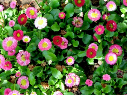Daisy évelő ültetés és gondozás, Photo (leszállás) Daisy évelő ültetés és gondozás, fotó