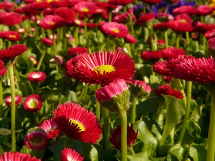 Daisy ültetés és gondozás a nyílt terepen, fotó készítmények