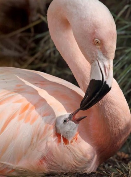 Egy anya szeretete 25 mozgó képek a madarak, a szülők, akik tudják, hogyan kell vigyázni