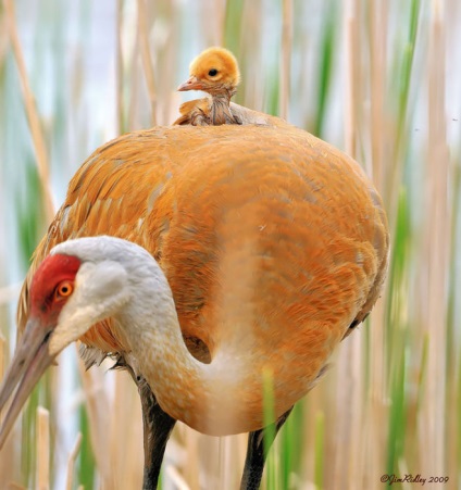 Egy anya szeretete 25 mozgó képek a madarak, a szülők, akik tudják, hogyan kell vigyázni