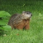 Fur mormota (Baibak Marmota Bobak) mormota szőrme