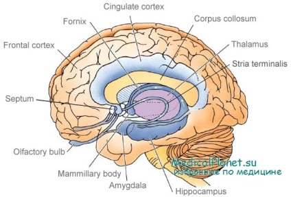 Amygdala anatómiája, funkciója