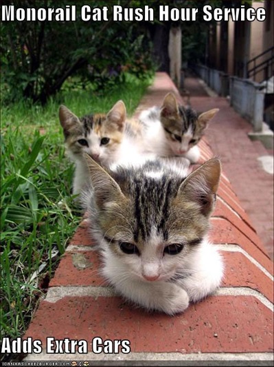 Egysínű macska, Netlore cicák, egysínű macska, egysínű macska, macskák