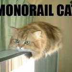 Egysínű Cat - kototeka - a legérdekesebb dolog a világon a macskák