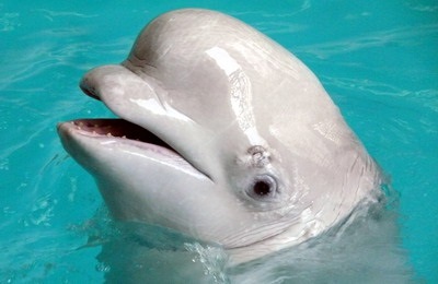 Moszkva Delfinárium - nyaralás gyerekekkel (delfin) Moszkva Delfinárium - nyaralás gyerekekkel