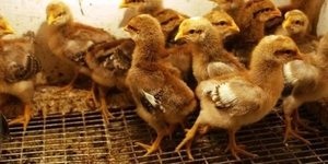 Német bilefelder leírás autoseksnoy csirke fajta, az külső jellemzők és tojástermelés,