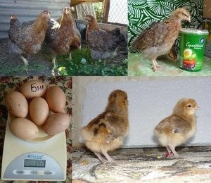 Német bilefelder leírás autoseksnoy csirke fajta, az külső jellemzők és tojástermelés,