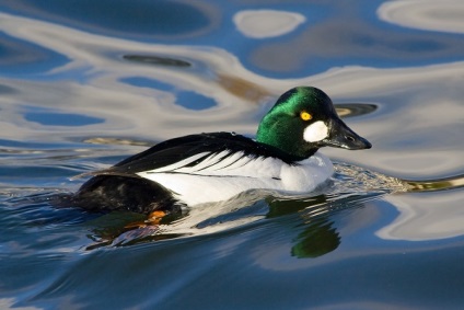 Áttekintés GoldenEye kacsa tenyésztése tulajdonságait, eredetét videók és képek a madarak