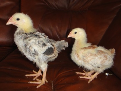 Áttekintés Zagorje lazac fajta csirkék adott faj, vélemények és fotók