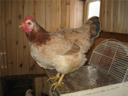 Áttekintés Zagorje lazac fajta csirkék adott faj, vélemények és fotók