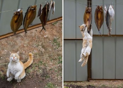 Imádnivaló cat-tolvaj (15 fotó)