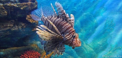 Oceanarium Moszkva, cím és árak 2017 hogyan juthatunk el oda, a helyét a térképen (meghajtó) Oceanarium Moszkva foglalkozik és az árak 2017-ben, hogyan lehet eljutni oda, a helyét a térképen