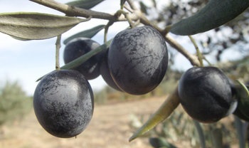 olívabogyó