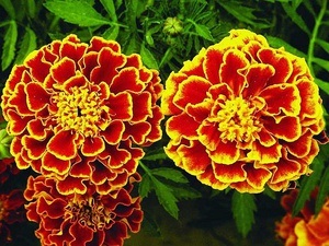 Leírás körömvirág fajták tagetesa és fotó körömvirág (Tagetes) A fajta leírását körömvirág tagetesa és fotó körömvirág
