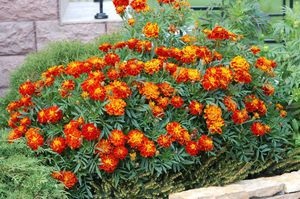 Leírás körömvirág fajták tagetesa és fotó körömvirág (Tagetes képet Tagetes virág minőségű bársony szalag) A fajta leírását körömvirág tagetesa és fotó körömvirág