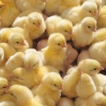 Leírás fajta csirkék redbro különös gondossággal, fotó és videó felülvizsgálat