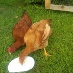 Leírás fajta csirkék redbro különös gondossággal, fotó és videó felülvizsgálat