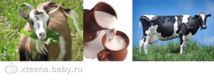 Friss tej, kecske- és tehéntejből