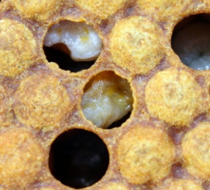 Apiary kezdőknek indul el, a fő munka (kezdő) Apiary kezdőknek indul el, a fő munka