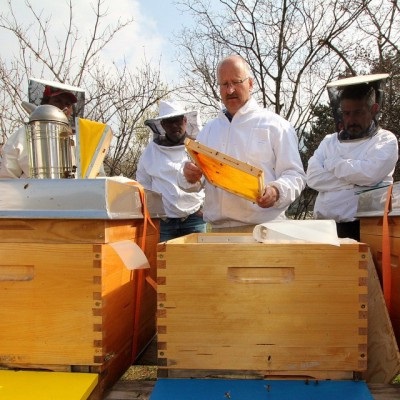 Apiary kezdőknek indul el, a fő munka