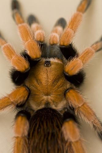 Madárpók vagy pókok ptitseyady (Theraphosidae)