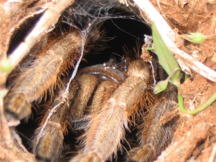 Madárpók vagy pókok ptitseyady (Theraphosidae)