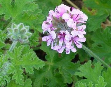 Pelargonium illatos otthoni gondozást (ellátást) Pelargonium illatos ápolási otthon