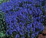 A lista a növényfajok az Alpine hegy (sziklakert) - kerti virágok