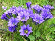 A lista a növényfajok az Alpine hegy (sziklakert) - kerti virágok