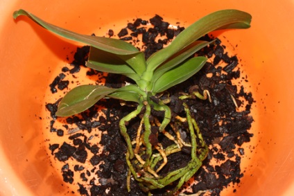 Transplantation orchidea Phalaenopsis (Phalaenopsis) Kiültetés orchideák phalaenopsis