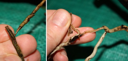 Transplantation orchidea Phalaenopsis (nedvesség tápanyagok) Kiültetés orchideák phalaenopsis